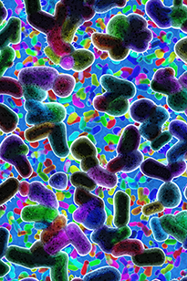 Геномодифицированные бактерии