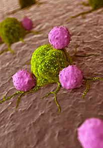 Лейкоциты атакуют раковые клетки