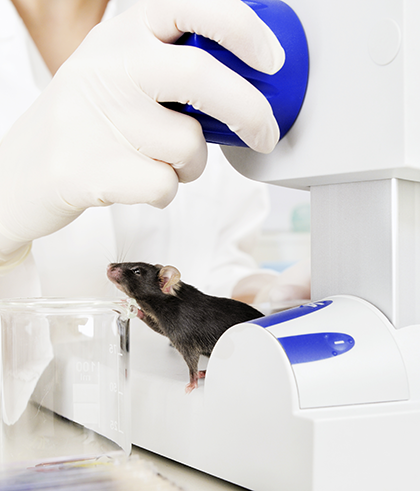 Уши лабораторных мышей подвергли экспериментам