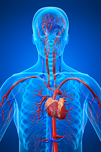 Схема сердечнососудистой системы