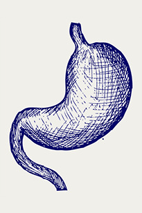 Схематическое изображение желудка