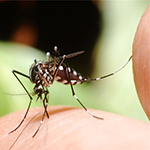Малярийные паразиты могут поселиться в лимфоузлах